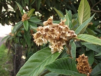 cantara gurne-Eriobotrya japonica 23122011 060